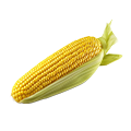 Sweet Corn